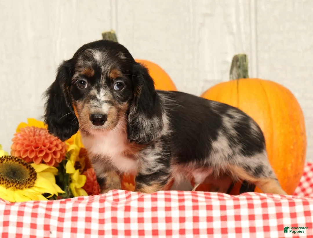 Miniature Dachshund dogs for sale: Blu - Ad 2