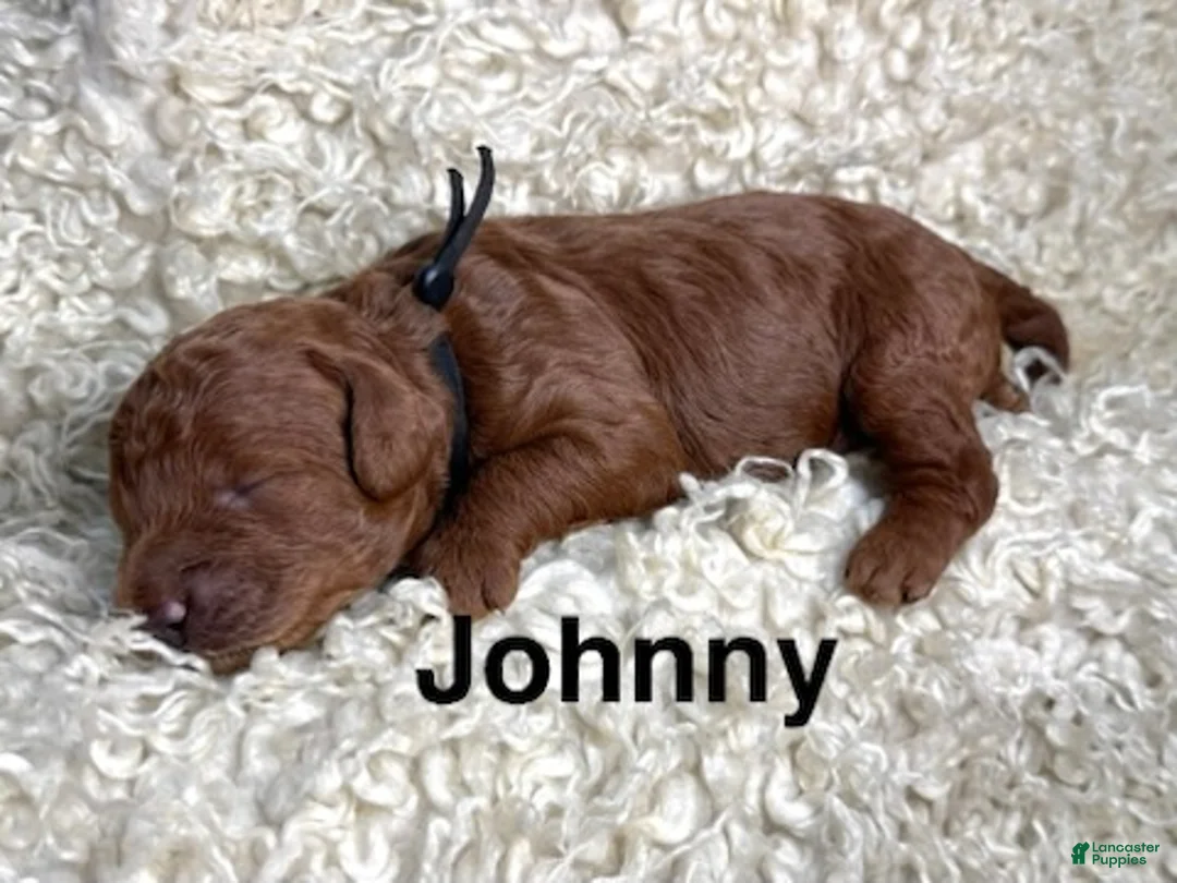 Cavapoo dogs for sale: Johnny  - Ad 1