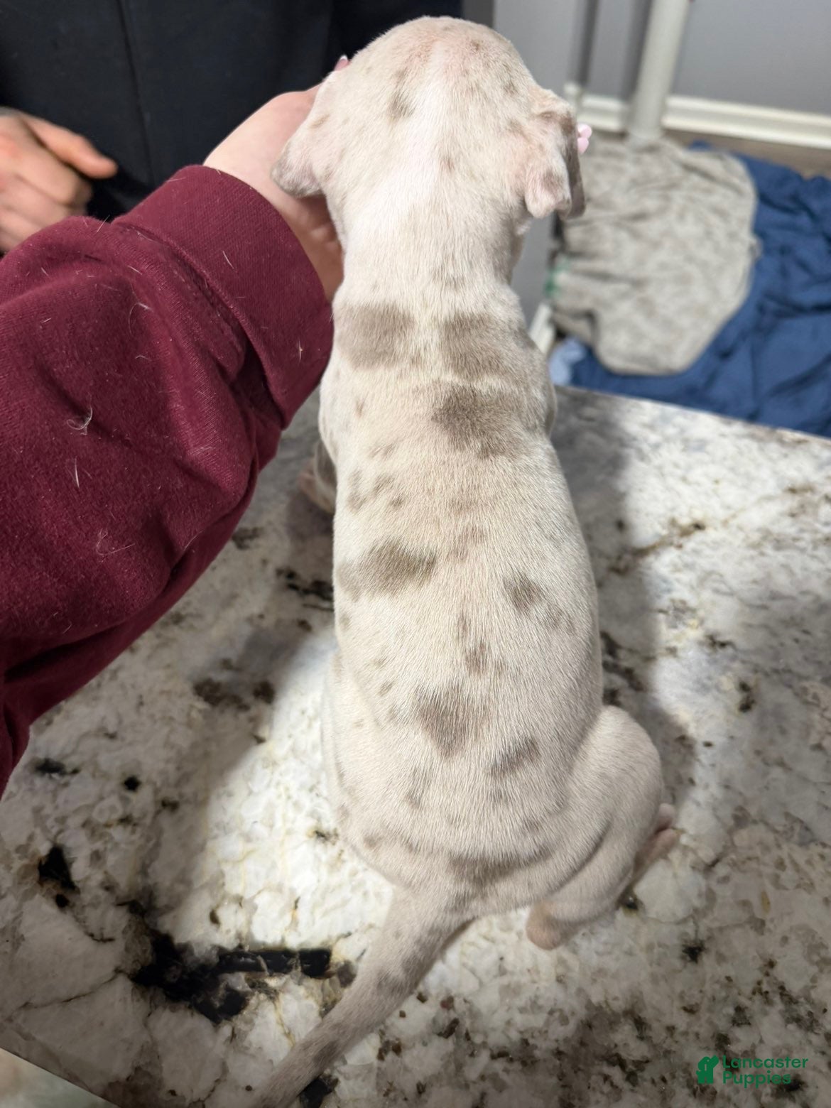 American Bully dogs American Bully Puppy 5 - Ad 32