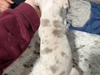 American Bully dogs American Bully Puppy 5 - Ad 32