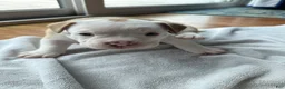 American Bully dogs for sale: American Bully 2 - Ad 3