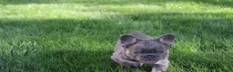French Bulldog dogs for sale: Bandit - Ad 5