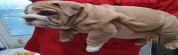 English Bulldog dogs for sale: English Bulldog 1taly - Ad 3
