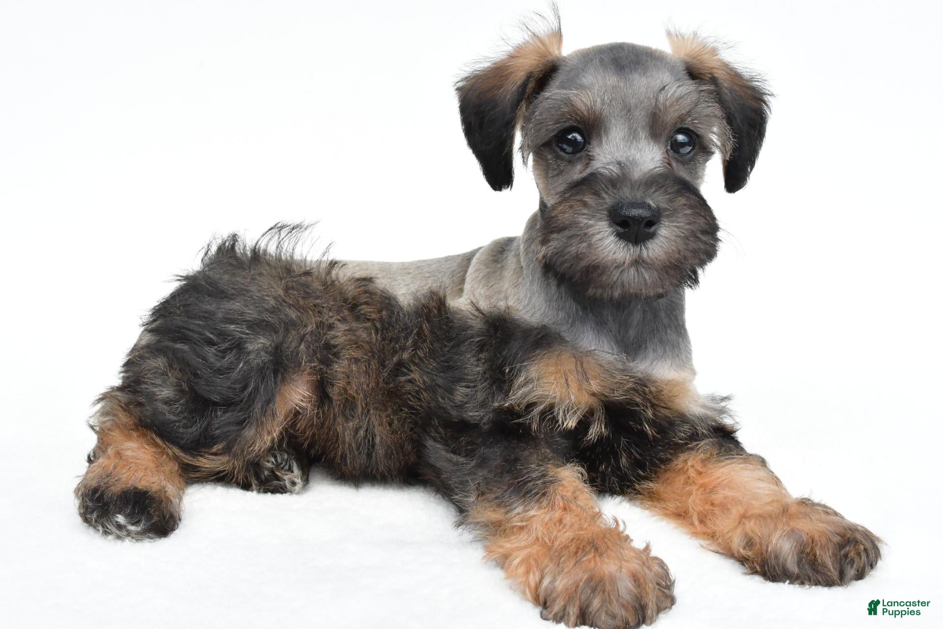 Schnoodle dogs Rusty - Ad 1
