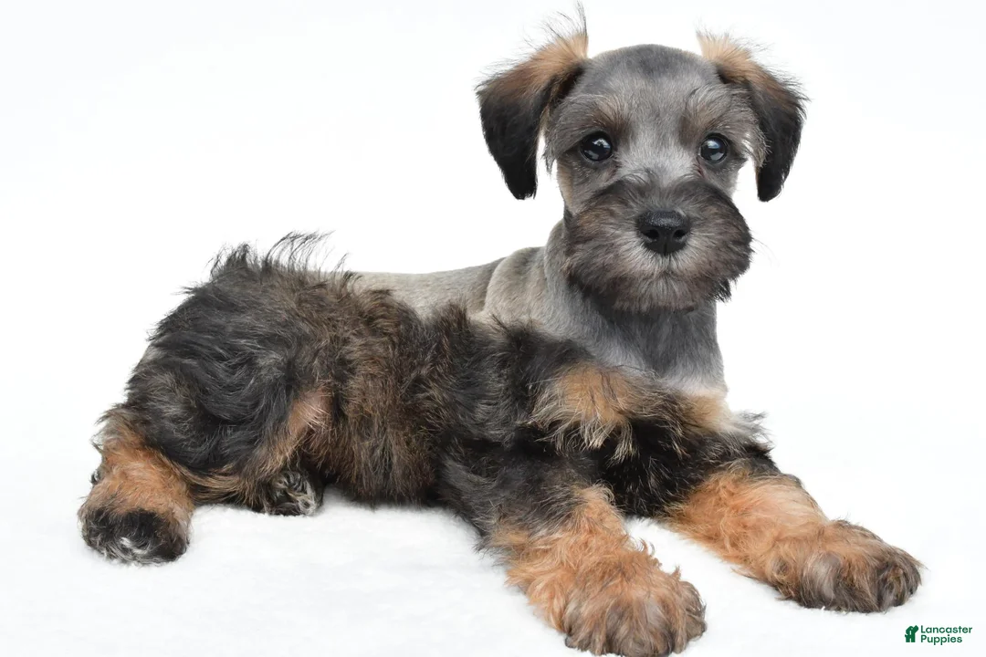 Schnoodle dogs for sale: Rusty - Ad 1