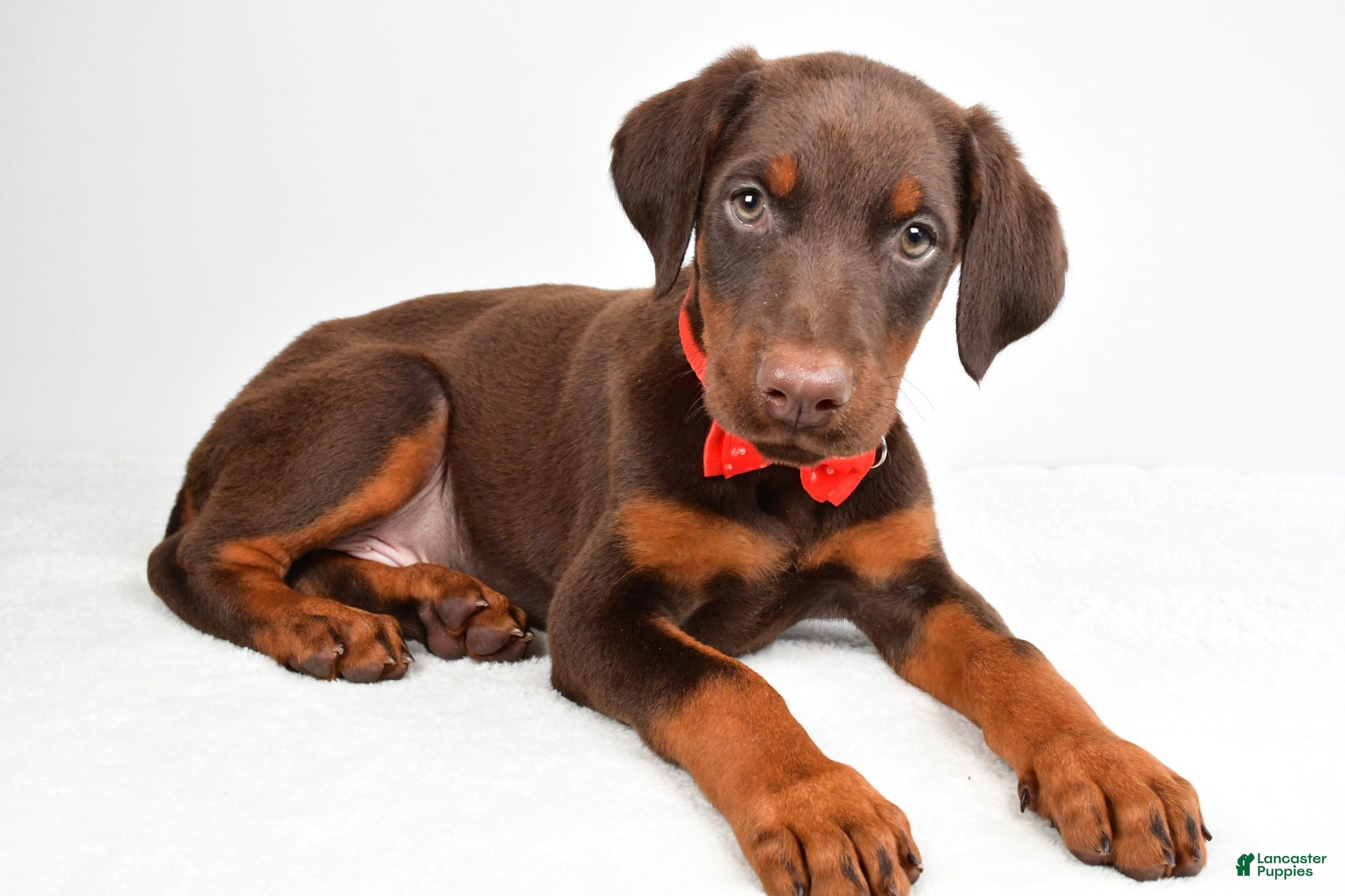 Doberman Pinscher dogs Hans - Ad 2