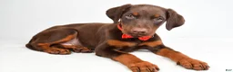 Doberman Pinscher dogs for sale: Hans - Ad 2