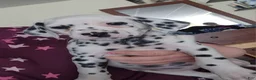 Dalmatian dogs for sale:  Puppy 4 - Ad 1