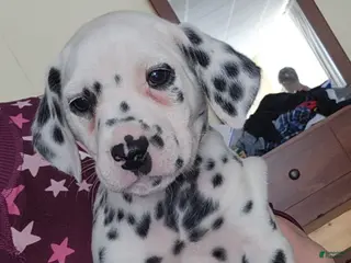 Dalmatian dogs Puppy 4 - Ad 27