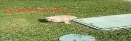 American Bully dogs for sale: American Bully 2 - Ad 11