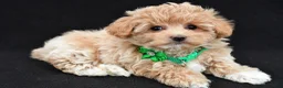 Maltipoo dogs for sale: Allie - Ad 3