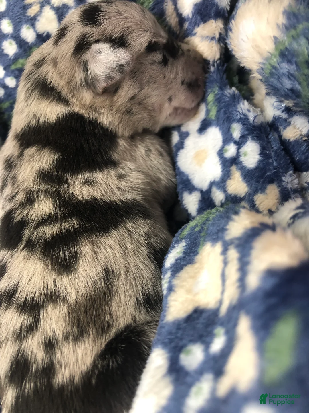 Mixed Breed dogs for sale: Female 3 - Ad 2