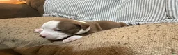 American Bully dogs for sale: American Bully 3 - Ad 4