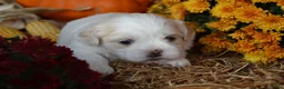 Malshi dogs for sale: Skye - Ad 5