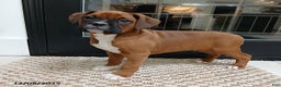Boxer dogs for sale: Rocket - Ad 6