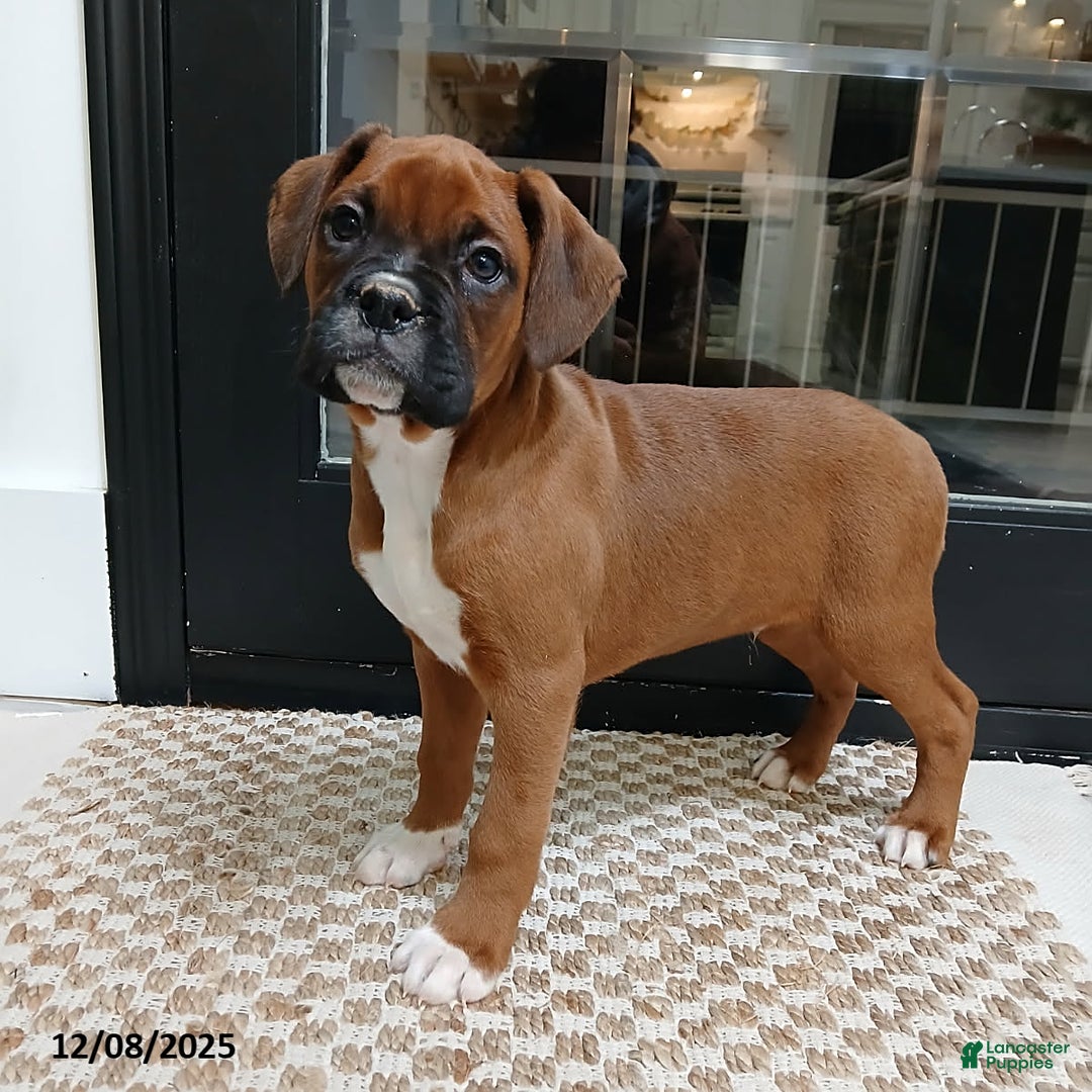 Boxer dogs for sale: Rocket - Ad 6