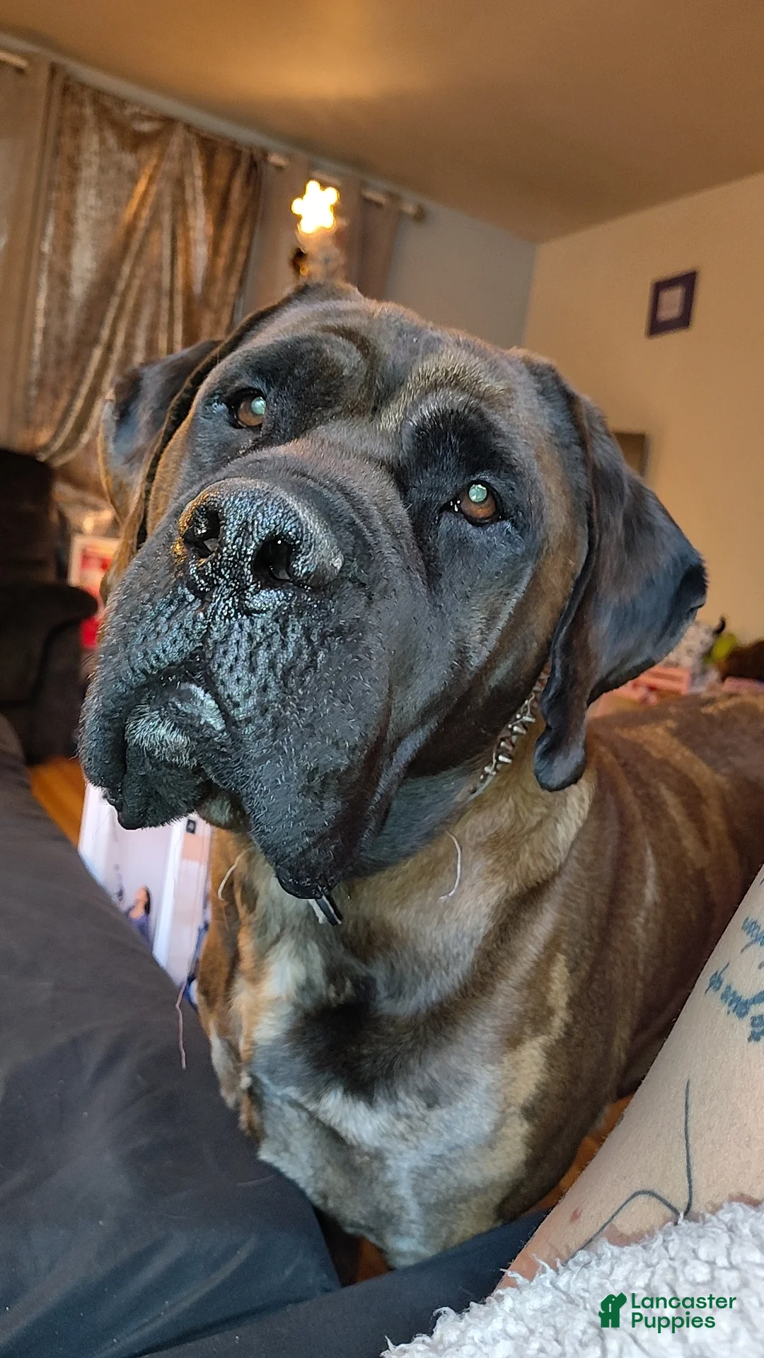 Mixed Breed dogs for sale: Mixed Breed Puppy 1 - Ad 2