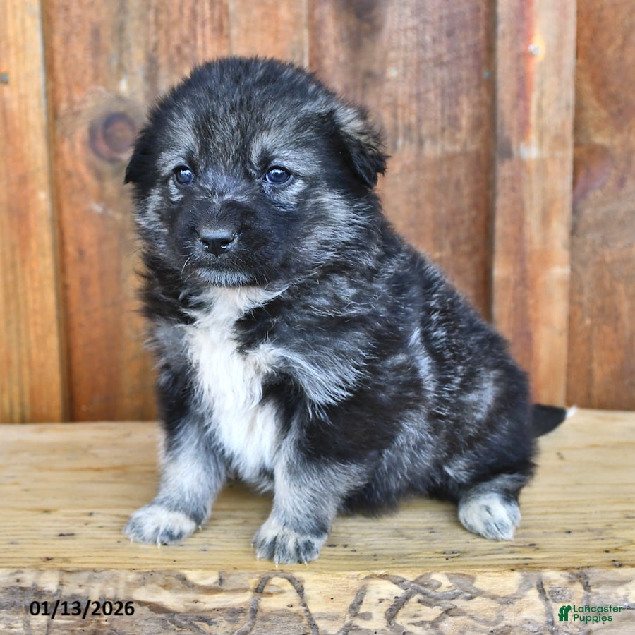 Mixed Breed dogs Sadie - Ad 28