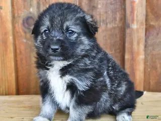 Mixed Breed dogs Sadie - Ad 33