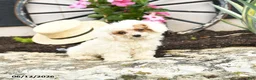 Toy Poodle dogs for sale: Meringue - Ad 1