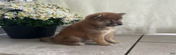 Shiba Inu dogs for sale: Callie - Ad 3