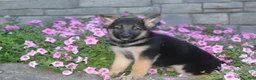 German Shepherd dogs for sale: Baily - Ad 3