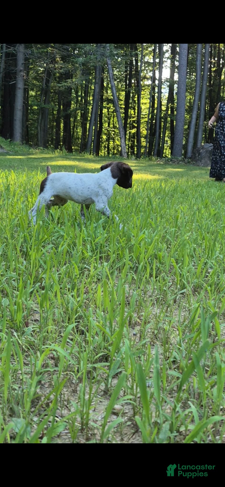 German Shorthaired Pointer dogs German Shorthaired Pointer 1 - Ad 2