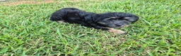 Malshi dogs for sale: Snorlax - Ad 1