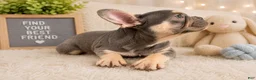 French Bulldog dogs for sale:  Handsome - Ad 2