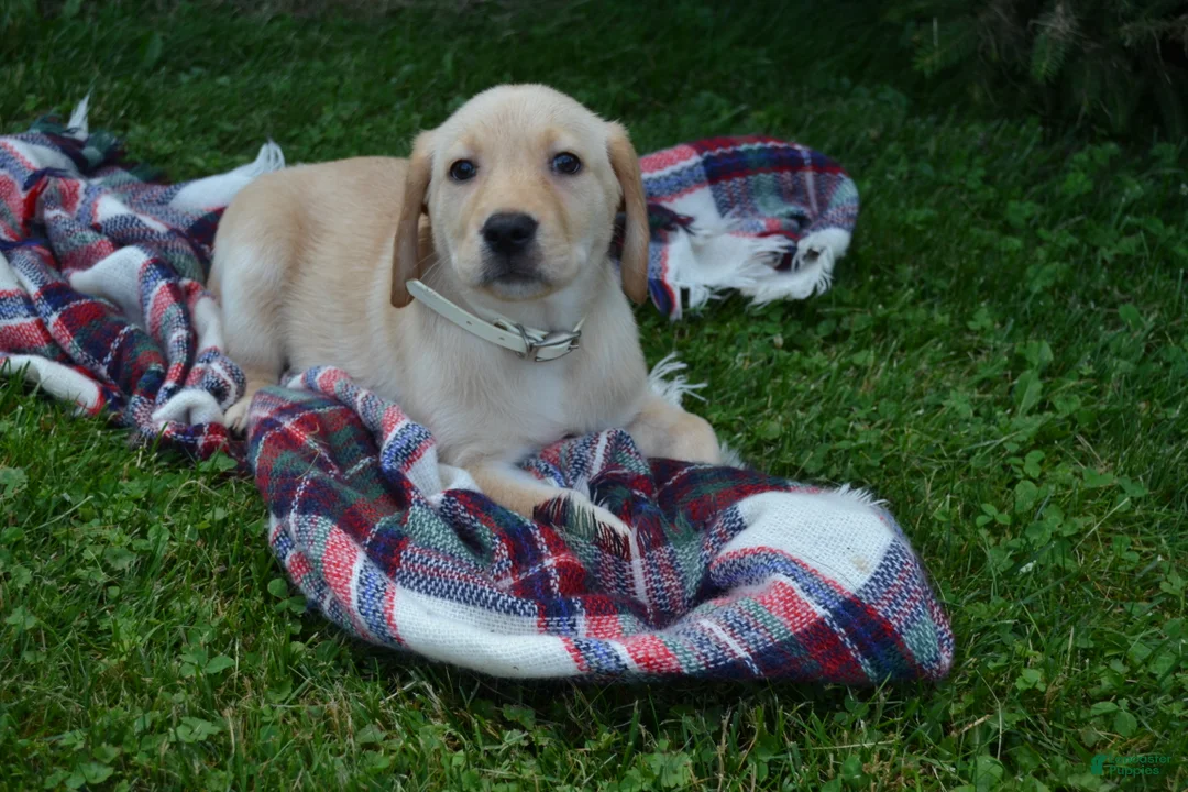 Labrador Retriever dogs for sale: Flowers - Ad 1