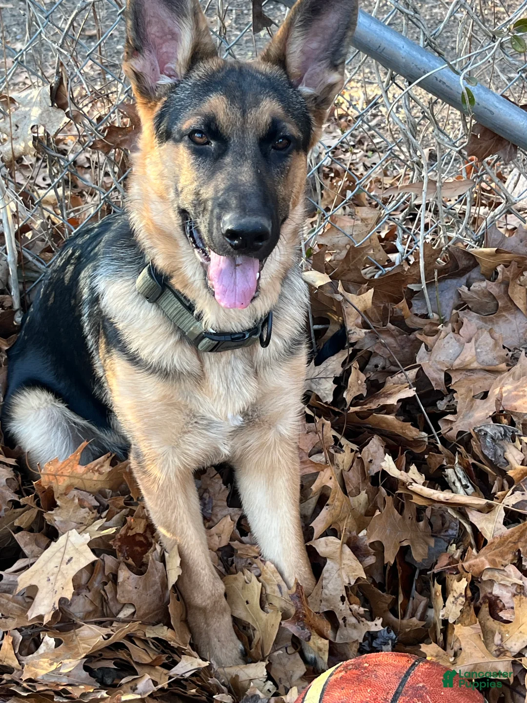 German Shepherd dogs for sale: German Shepherd Puppy 1 - Ad 7