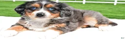 Mixed Breed dogs for sale: Lilly - Ad 4