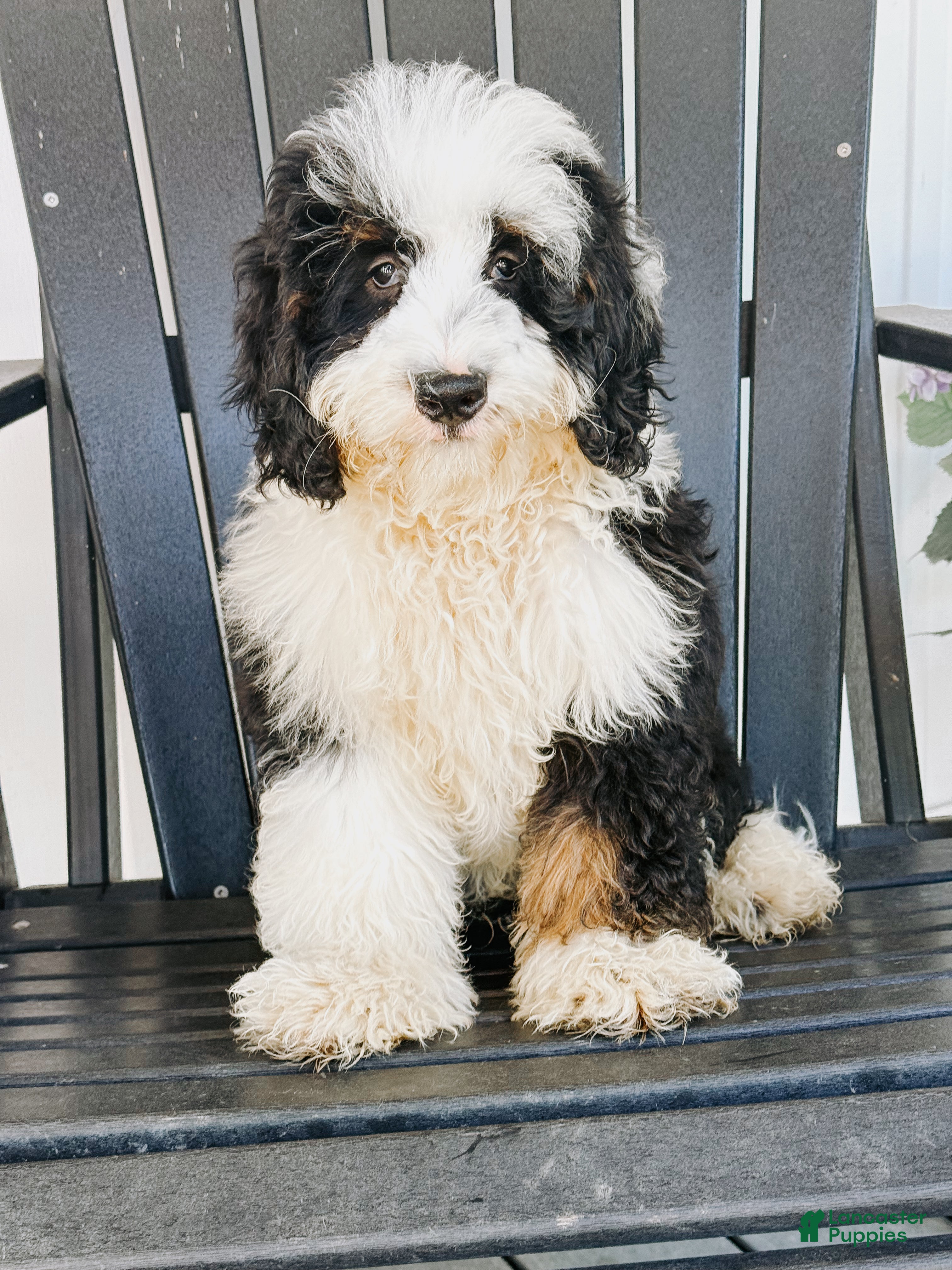 Sutton (Doodle / designer cross, Female) in Columbia City, IN