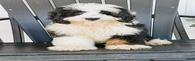 Sutton - Tricolored Mini Bernedoodle