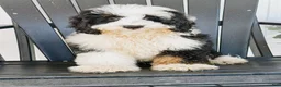 Mini Bernedoodle dogs for sale: Sutton - Tricolored Mini Bernedoodle - Ad 1