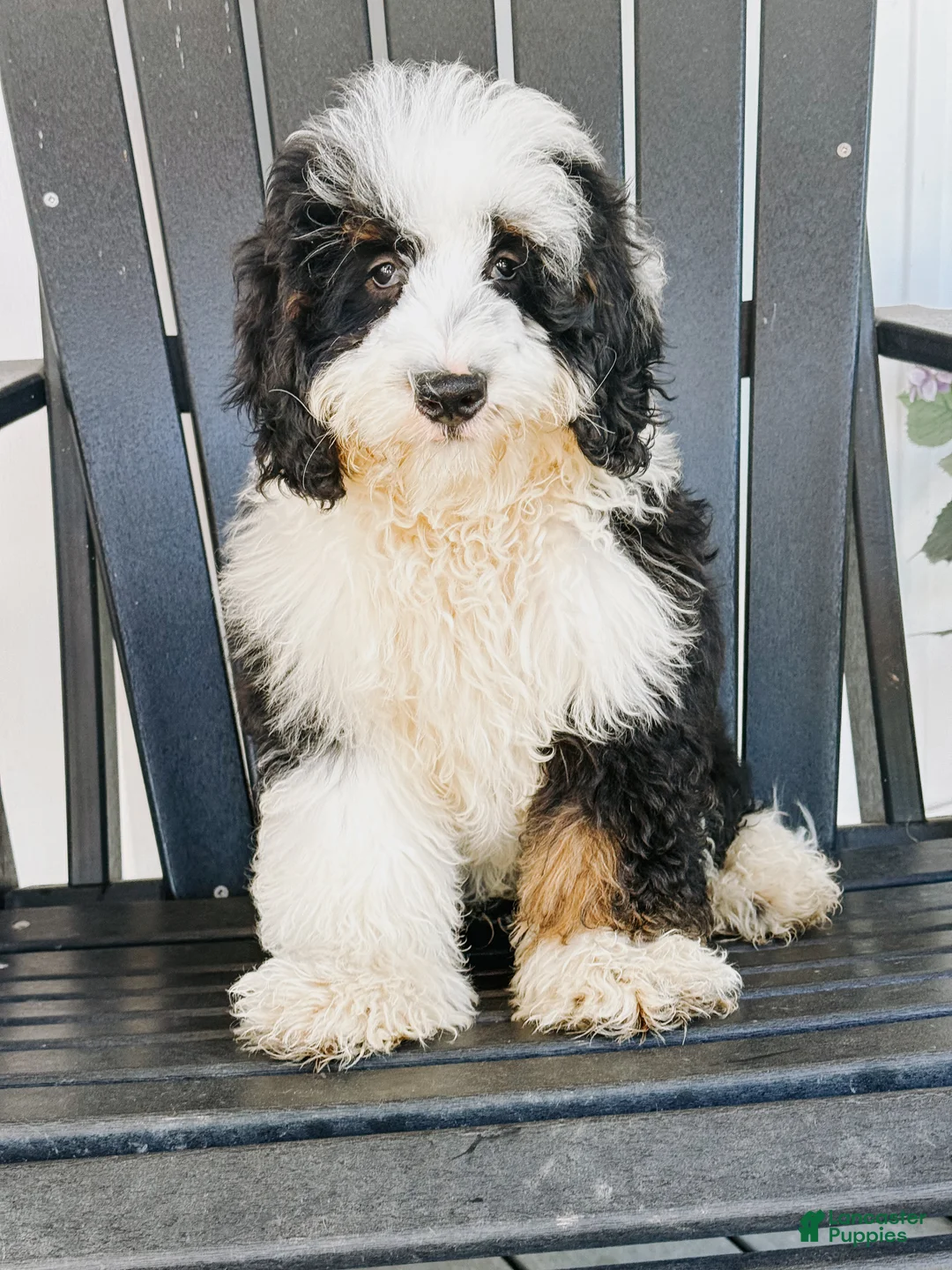 Mini Bernedoodle dogs for sale: Sutton - Tricolored Mini Bernedoodle - Ad 1