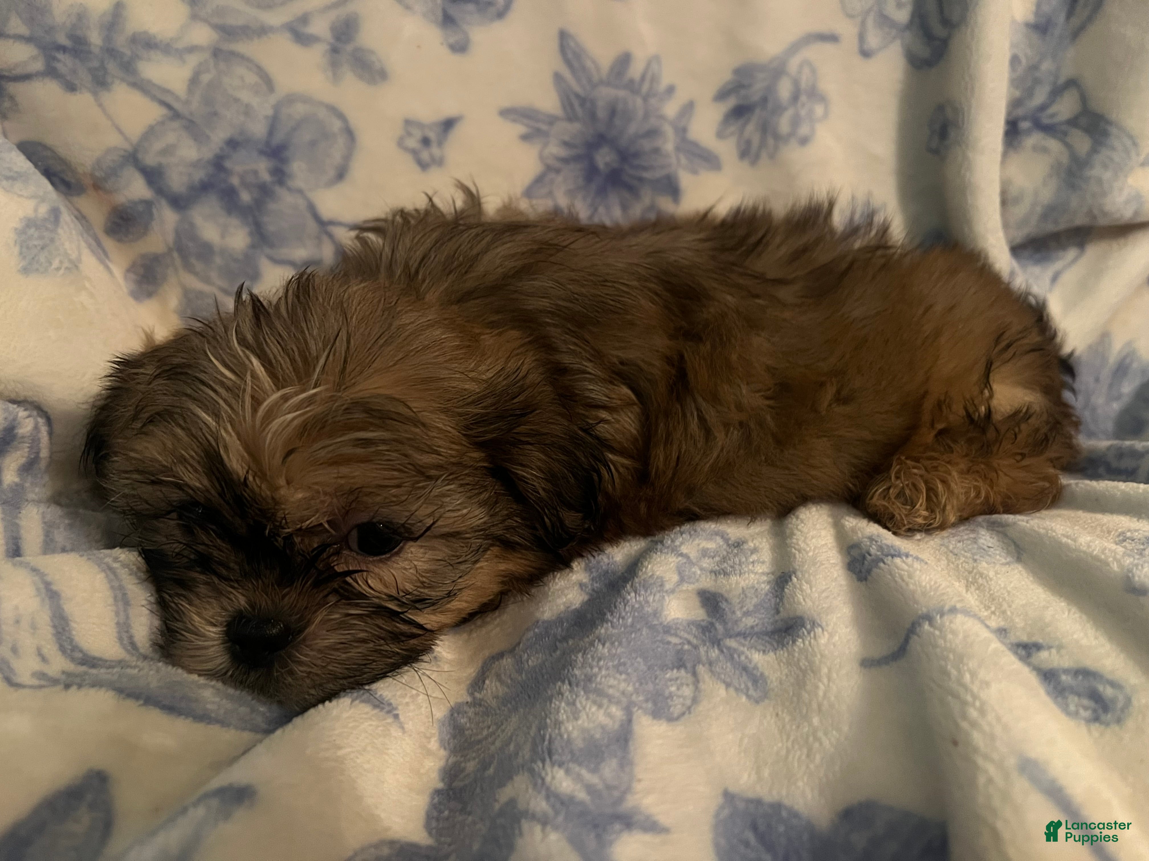 Shih Tzu dogs Shih Tzu Puppy 3 - Ad 16