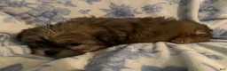 Shih Tzu dogs for sale: Shih Tzu Puppy 3 - Ad 1