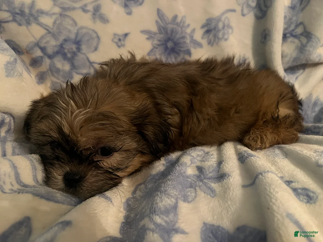Shih Tzu dogs for sale: Shih Tzu Puppy 3 - Ad 1