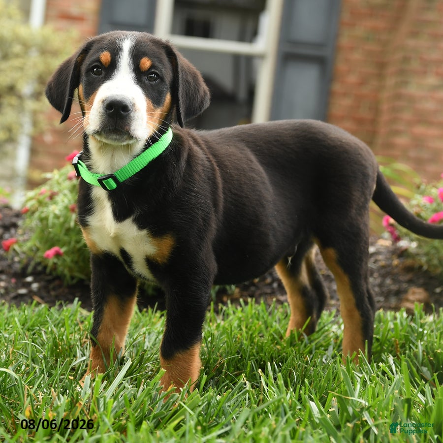 Greater Swiss Mountain Dog dogs Tank - Ad 2