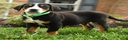 Greater Swiss Mountain Dog dogs for sale: Tank - Ad 2
