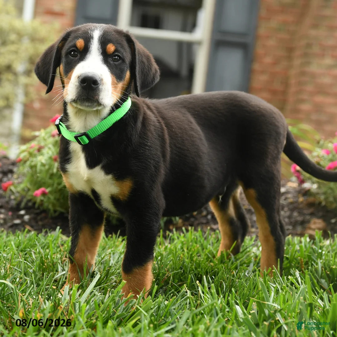 Greater Swiss Mountain Dog dogs for sale: Tank - Ad 2