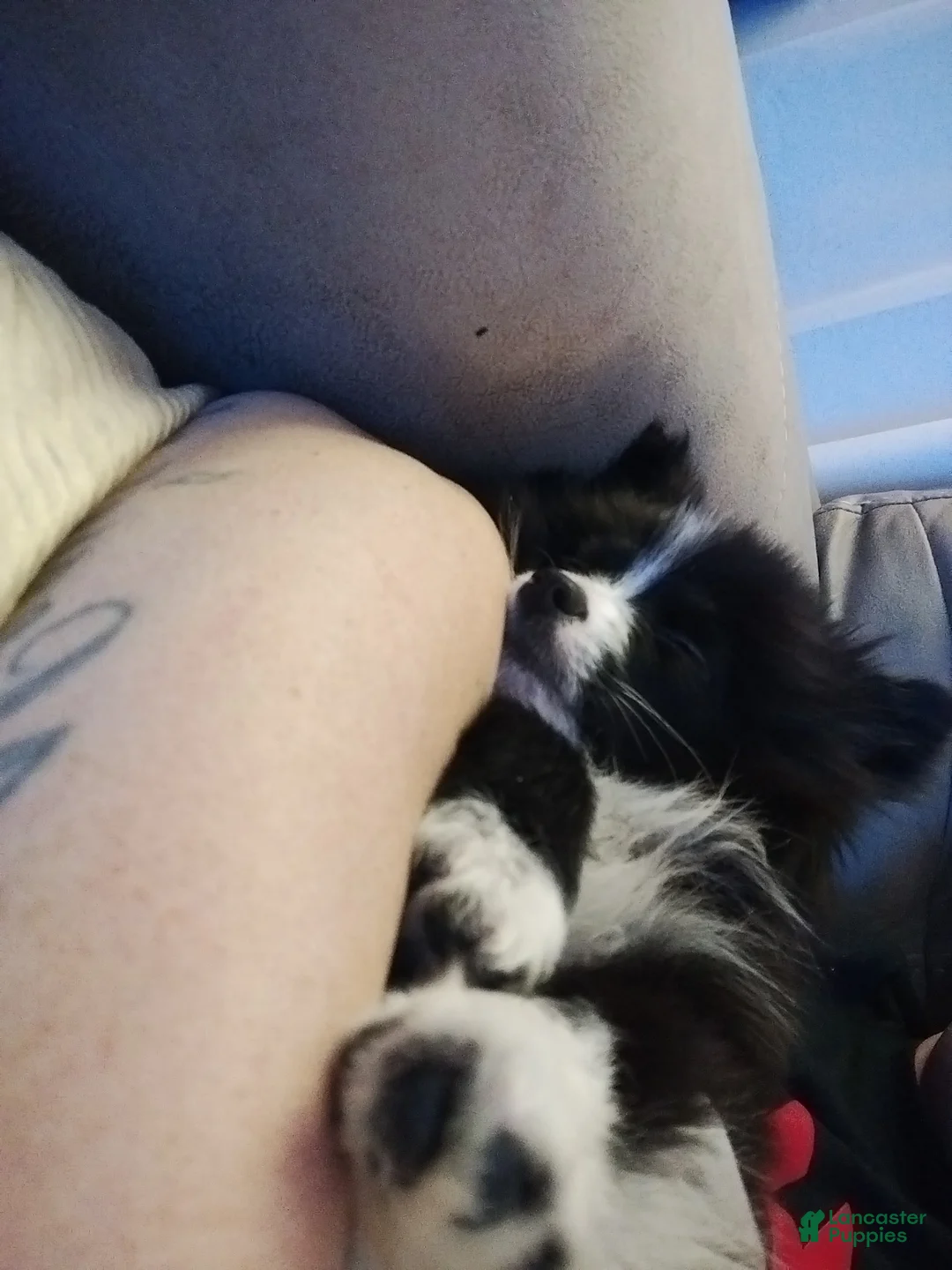 Pomeranian dogs for sale: Chibi - Ad 3