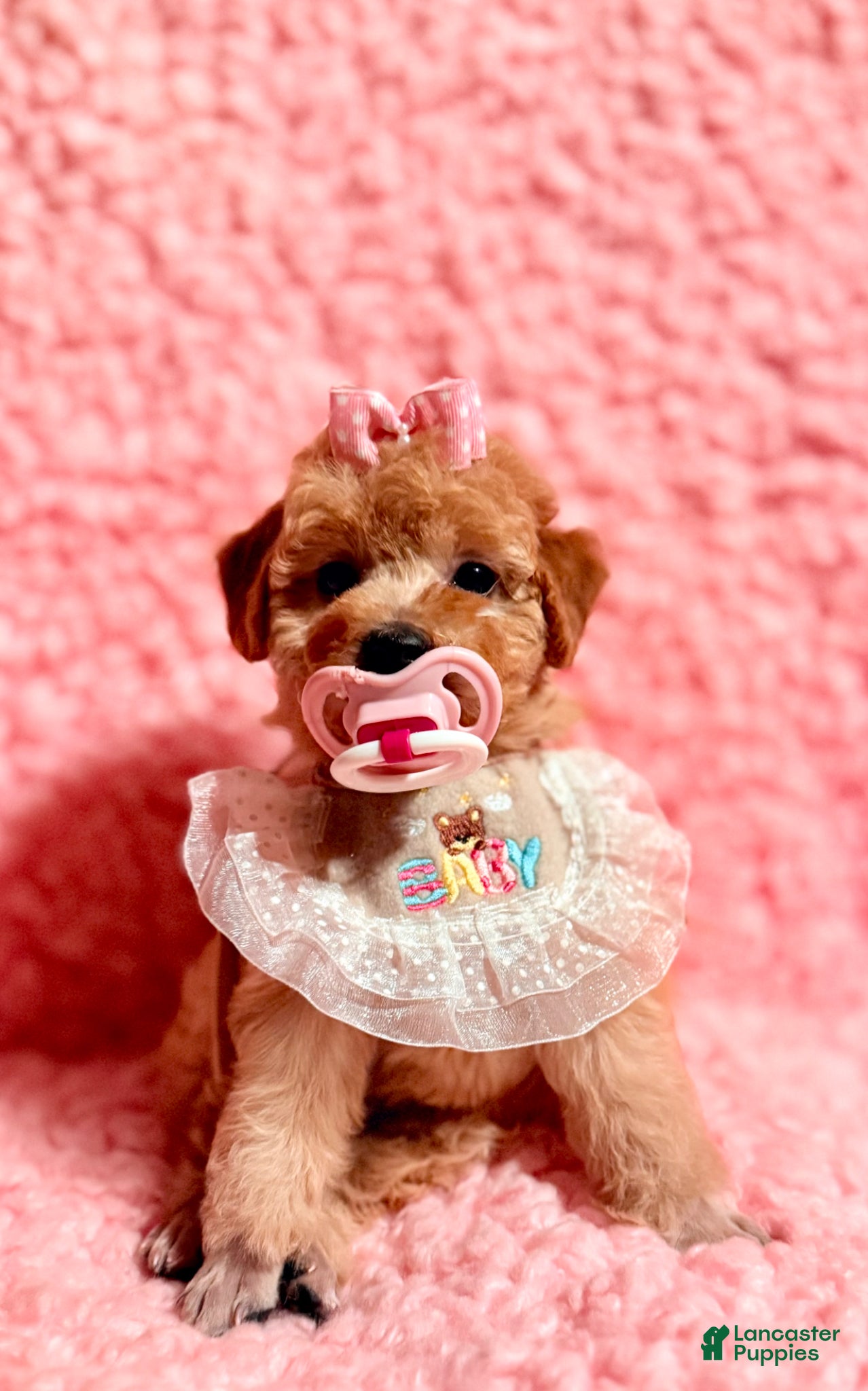 Toy Poodle dogs for sale: Precious female Poodle - Ad 4