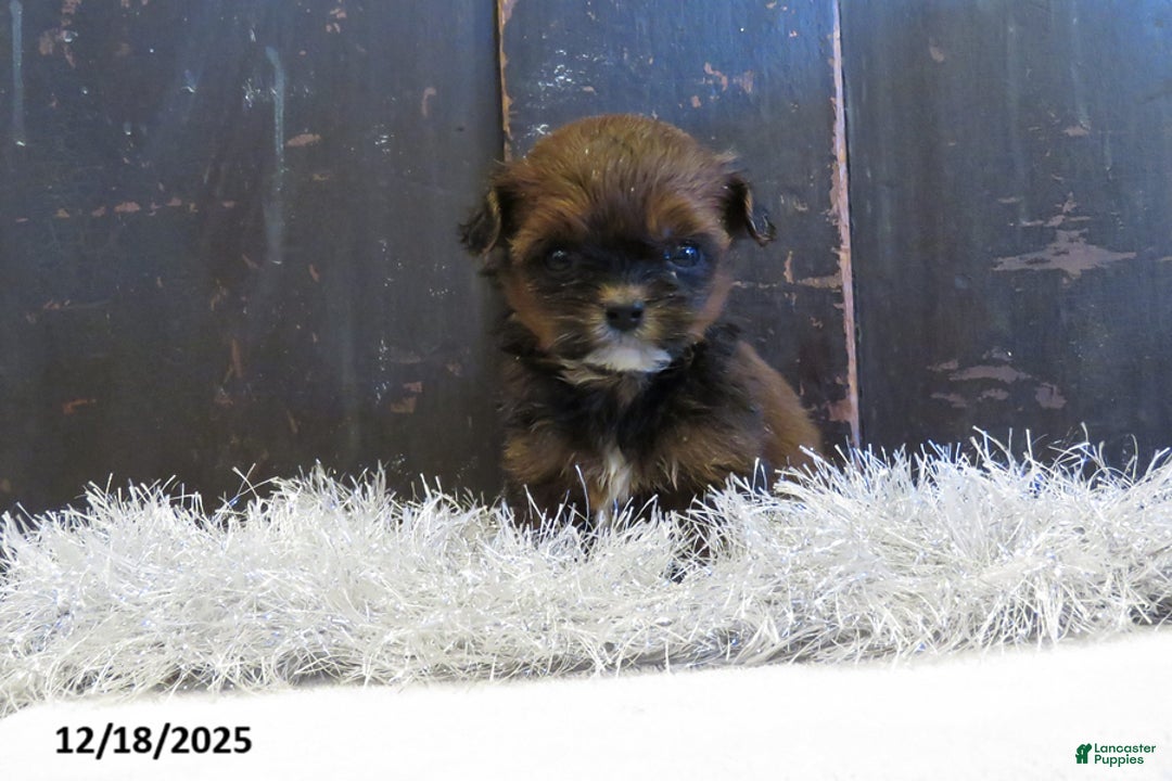 Shihpoo dogs for sale: Berry - Ad 1