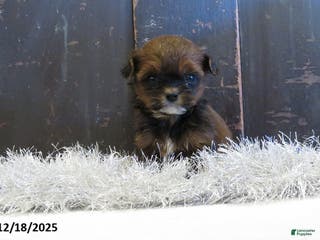 Shihpoo dogs Berry - Ad 12