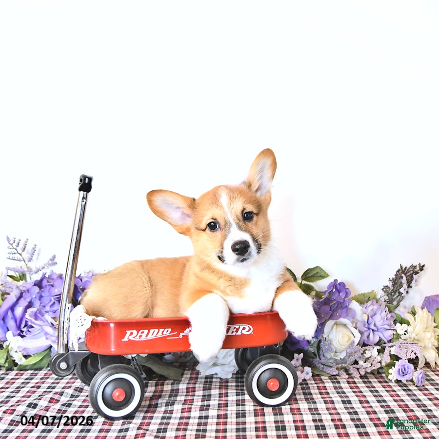 Welsh Corgi Pembroke dogs Bouncer - Ad 2