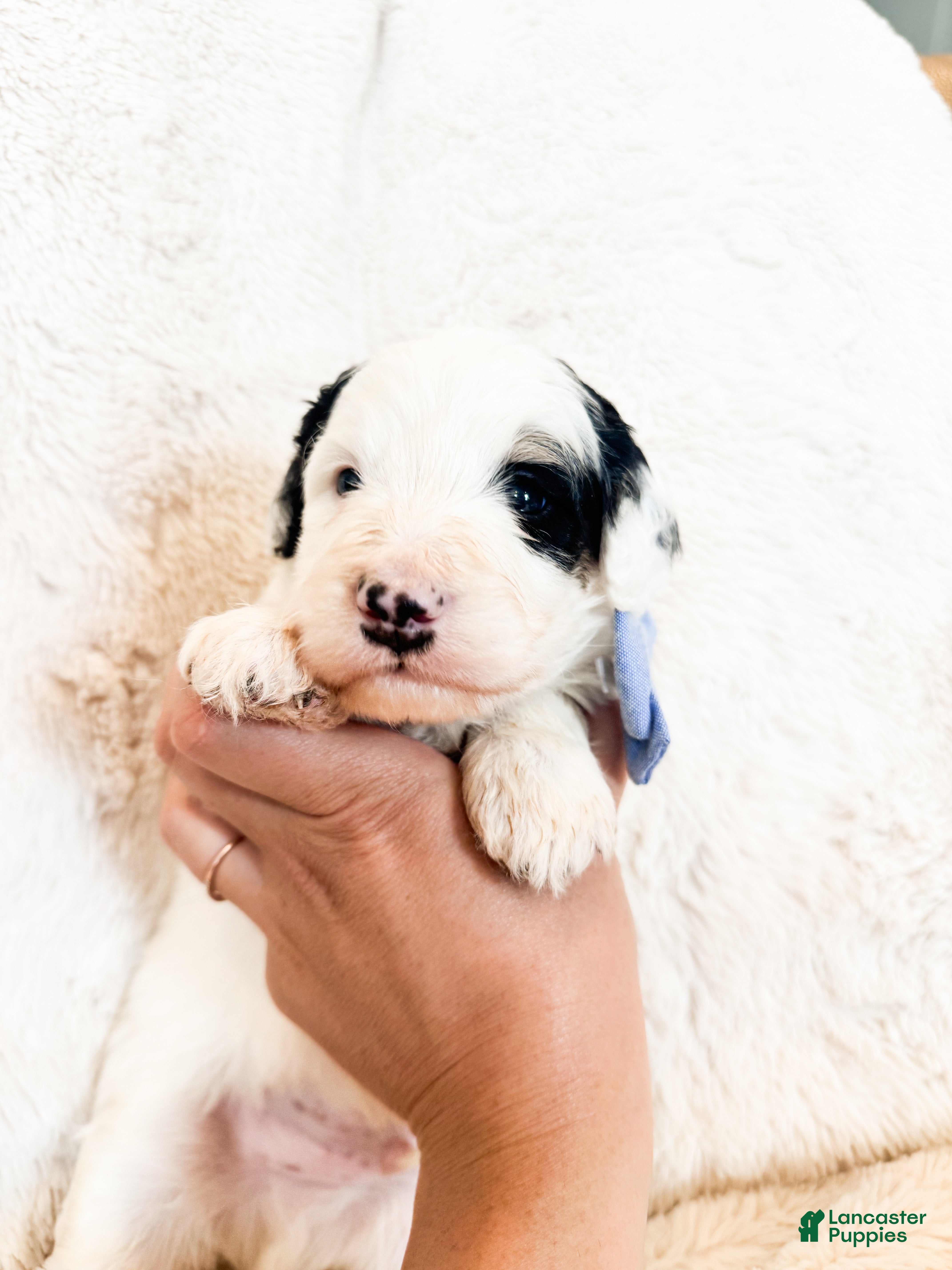 Bernedoodle dogs 'Alfalfa' Blue Collar Male Medium Bernedoodle - Ad 1