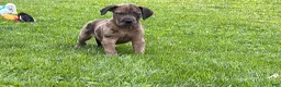 Great Dane dogs for sale: Melinda  - Ad 4