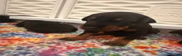 Doberman Pinscher dogs for sale: Electra-Pink Collar - Ad 6